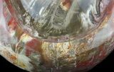 Wide Polished Petrified Wood Bowl - lbs #51538-3